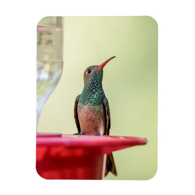 Buff-bellied hummingbird in Texas Magnet (Vertical)