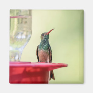 Buff-bellied hummingbird in Texas Magnet