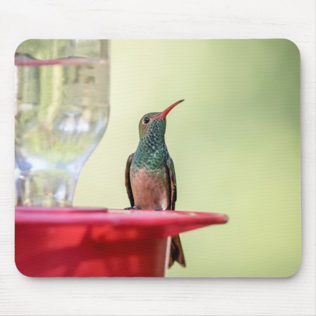 Buff-bellied hummingbird in Texas Mouse Pad (Front)