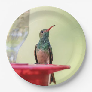 Buff-bellied hummingbird in Texas Paper Plate