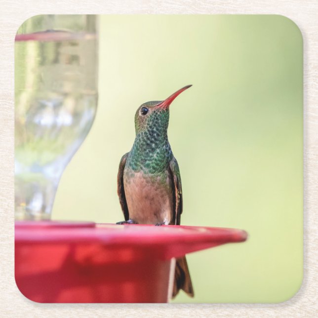 Buff-bellied hummingbird in Texas Square Paper Coaster (Front)