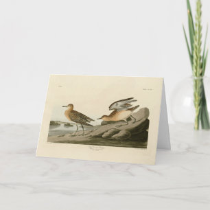 Buff breasted Sandpiper Audubon's Birds of America Card
