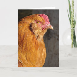 Buff Easter Egger Rooster All Occasions Greeting Holiday Card