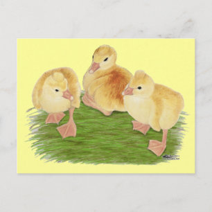 Buff Goslings Tufted Postcard