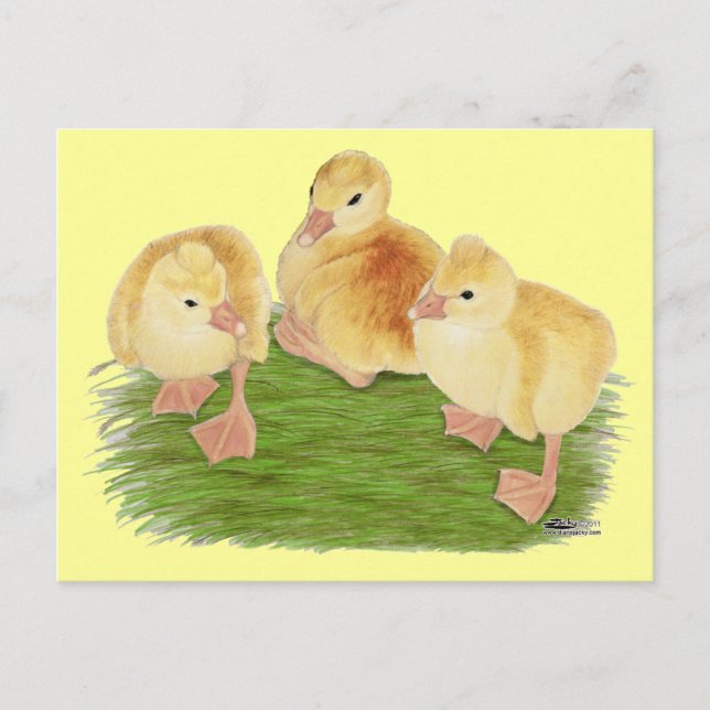 Buff Goslings Tufted Postcard (Front)