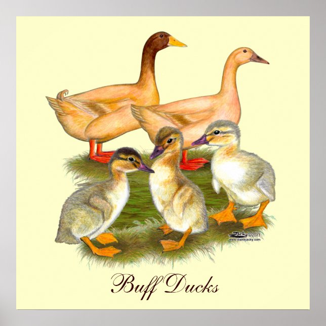 Buff Orpington Duck Family Poster (Front)