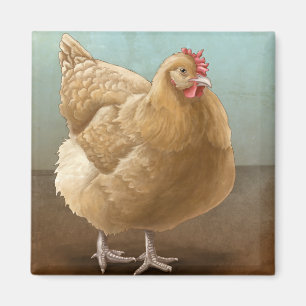 Buff Orpington Magnets