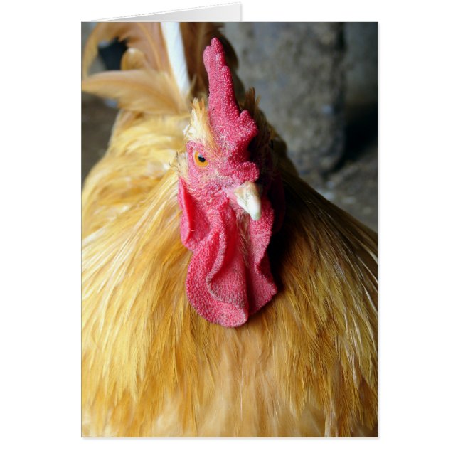 Buff Orpington Rooster (Front)