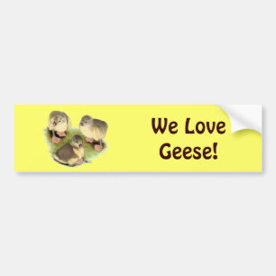 Buff Pomeranian Goslings Bumper Sticker