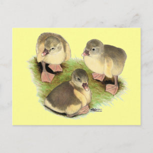 Buff Pomeranian Goslings Postcard