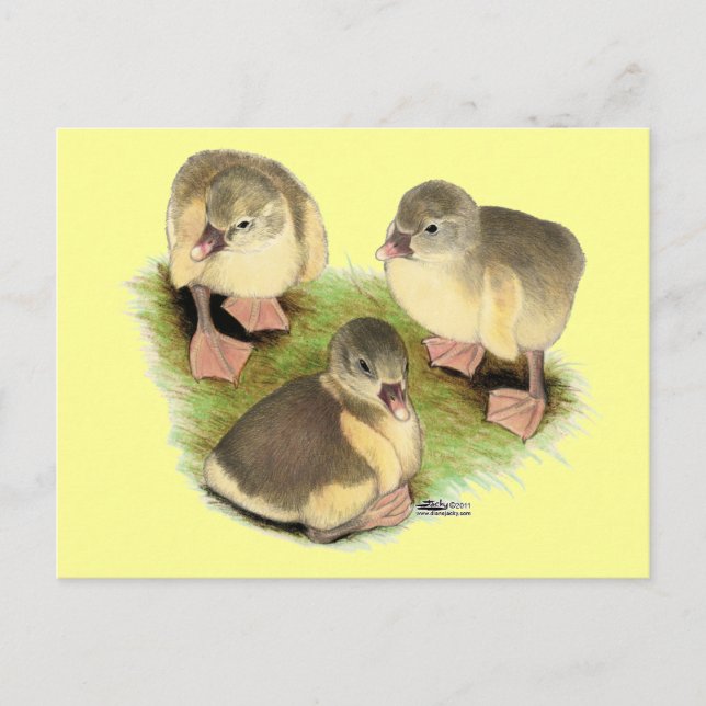 Buff Pomeranian Goslings Postcard (Front)