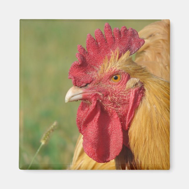 Buff Rooster Magnet (Front)
