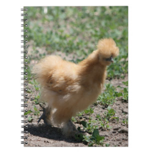 Buff Silkie Chicken Notebook