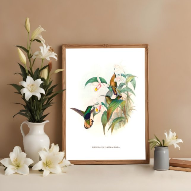 Buff-tailed Velvet-breast, Hummingbirds art Poster (Creator Uploaded)