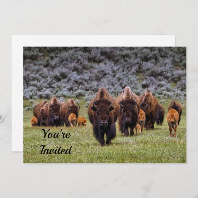 Buffalo 2 Birthday Invitation (Front/Back)