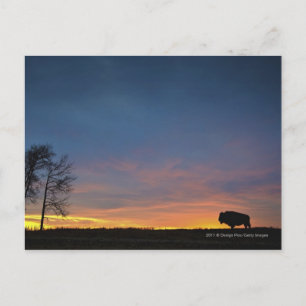 Buffalo At Sunset In Elk Island National Park Postcard