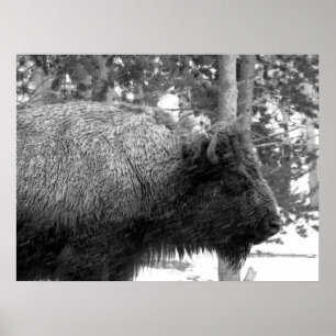 Buffalo at Yellowstone National Park Poster
