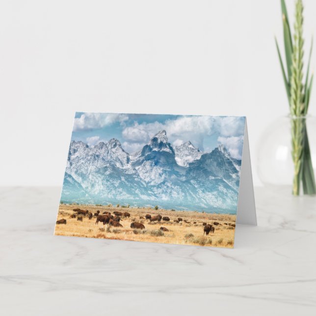 Buffalo Below the Grand Teton Mountains Card (Front)