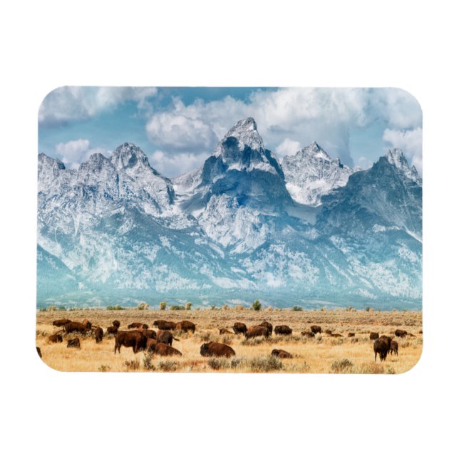 Buffalo Below the Grand Teton Mountains Magnet (Horizontal)