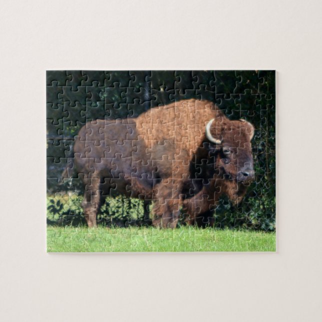 Buffalo (Bison) Kansas, Oklahoma, Wyoming Jigsaw Puzzle (Horizontal)