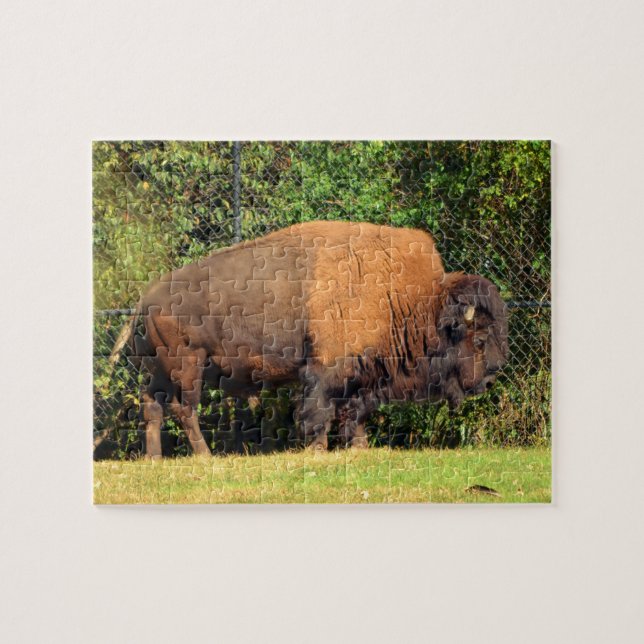 Buffalo (Bison) Kansas, Oklahoma, Wyoming Jigsaw Puzzle (Horizontal)