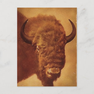 Buffalo / Bison Postcard