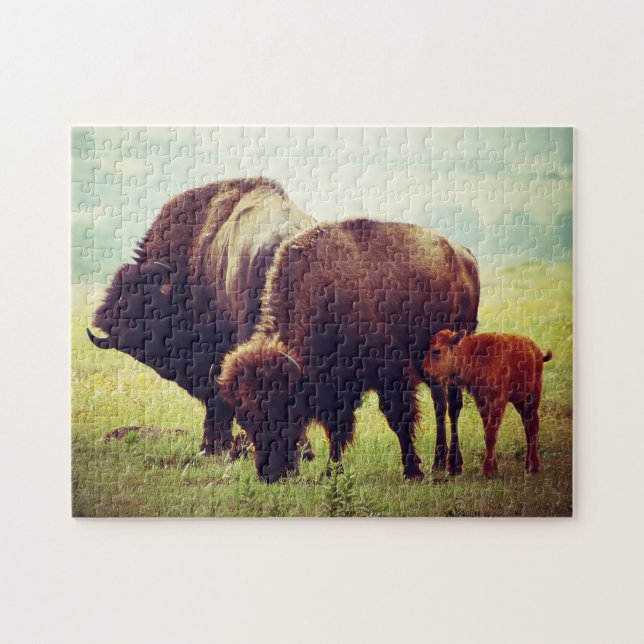 Buffalo & Calf  Oklahoma. Jigsaw Puzzle (Horizontal)