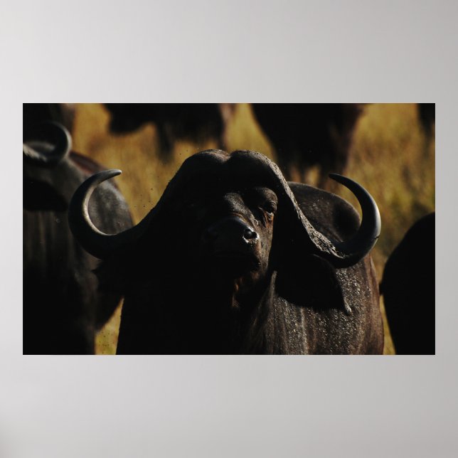 Buffalo Cape safari wall hangings Poster (Front)