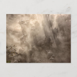 Buffalo Dust Postcard