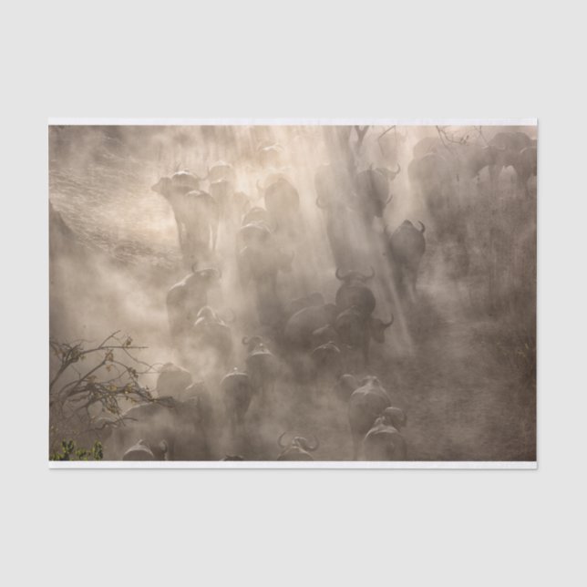 Buffalo Dust Tissue Paper (Front)