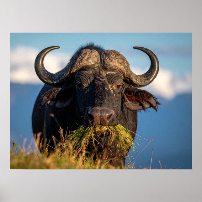 buffalo eating grass poster (Front)