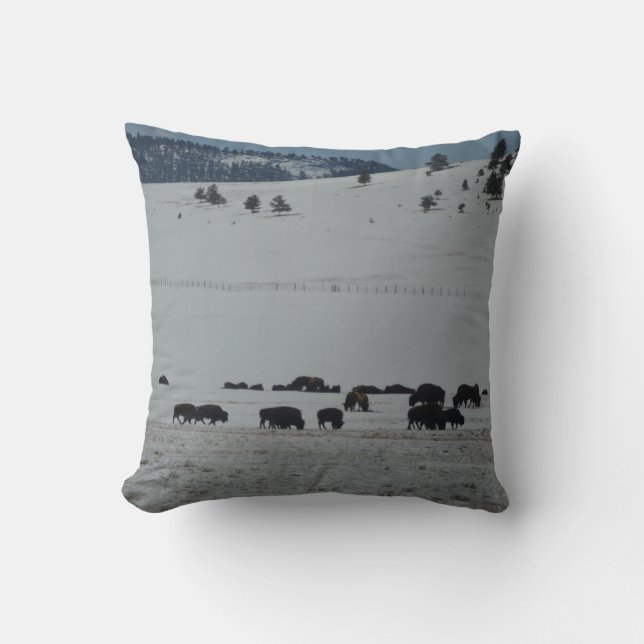 Buffalo grazing on snow covered mountain cushion (Front)