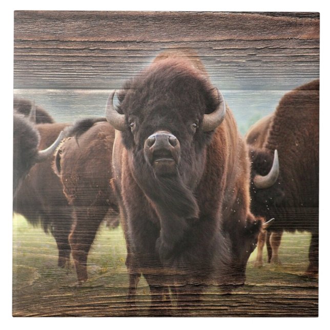 Buffalo Herd Ceramic Tile (Front)