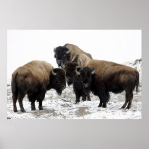 Buffalo Herd Nature Wall Poster