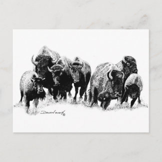 Buffalo Herd Postcard