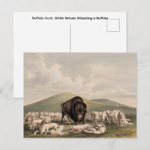  Buffalo Hunt, White Wolves Attacking a Buffalo  Postcard