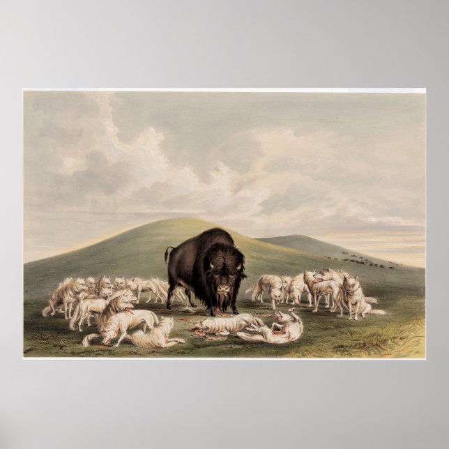  Buffalo Hunt, White Wolves Attacking a Buffalo  Poster (Front)