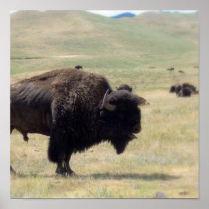 Buffalo Hunts Poster