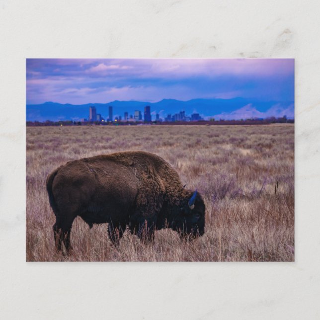 Buffalo in Denver, Colorado Postcard (Front)