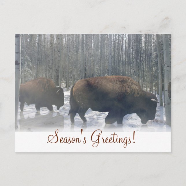 Buffalo in the Snow Season's Greetings Postcard (Front)