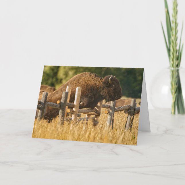 Buffalo Jump Yellowstone Thank You Card (Front)