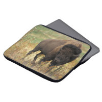 Buffalo