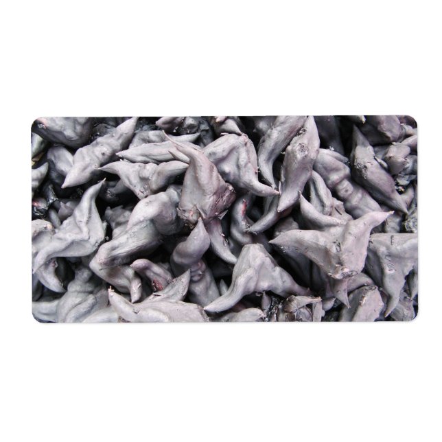 Buffalo Nuts - Water Caltrop (Front)
