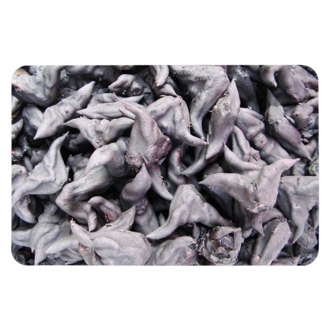 Buffalo Nuts - Water Caltrop Magnet (Horizontal)