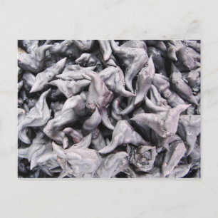 Buffalo Nuts - Water Caltrop Postcard