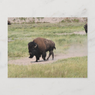 Buffalo on the move, Photography Postcard