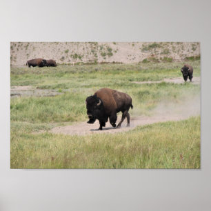 Buffalo on the move, Photography Poster