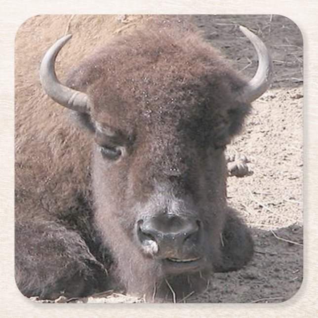 Buffalo Photo Square Paper Coaster (Front)