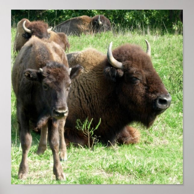 Buffalo Picture Poster Print (Front)