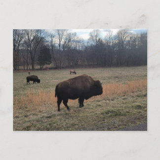 Buffalo Postcard